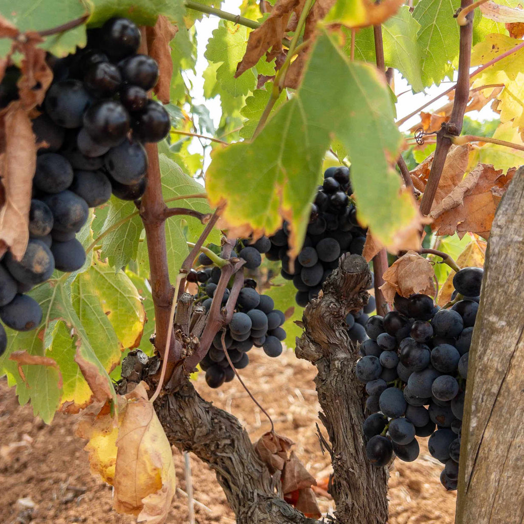 Le vignoble TERREBRUNE 35 Hectares situés dans le vignoble de BANDOL et plus précisément sur le massif des Trias avec son exceptionnel terroir argile-calcaire qui fait toute la typicité de ces vins.